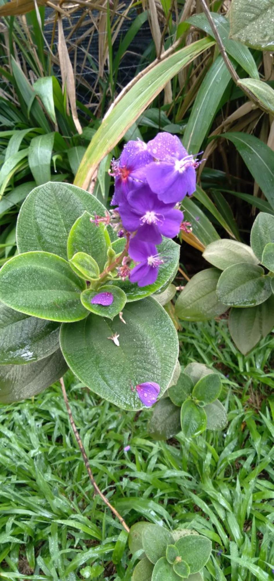 Hostal Tu'U Koihu 汉格罗阿 外观 照片