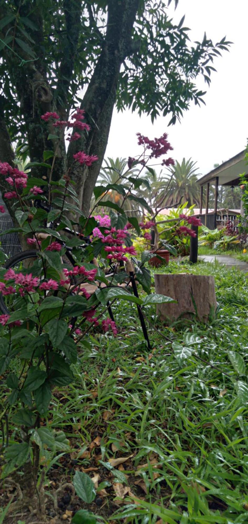 Hostal Tu'U Koihu 汉格罗阿 外观 照片