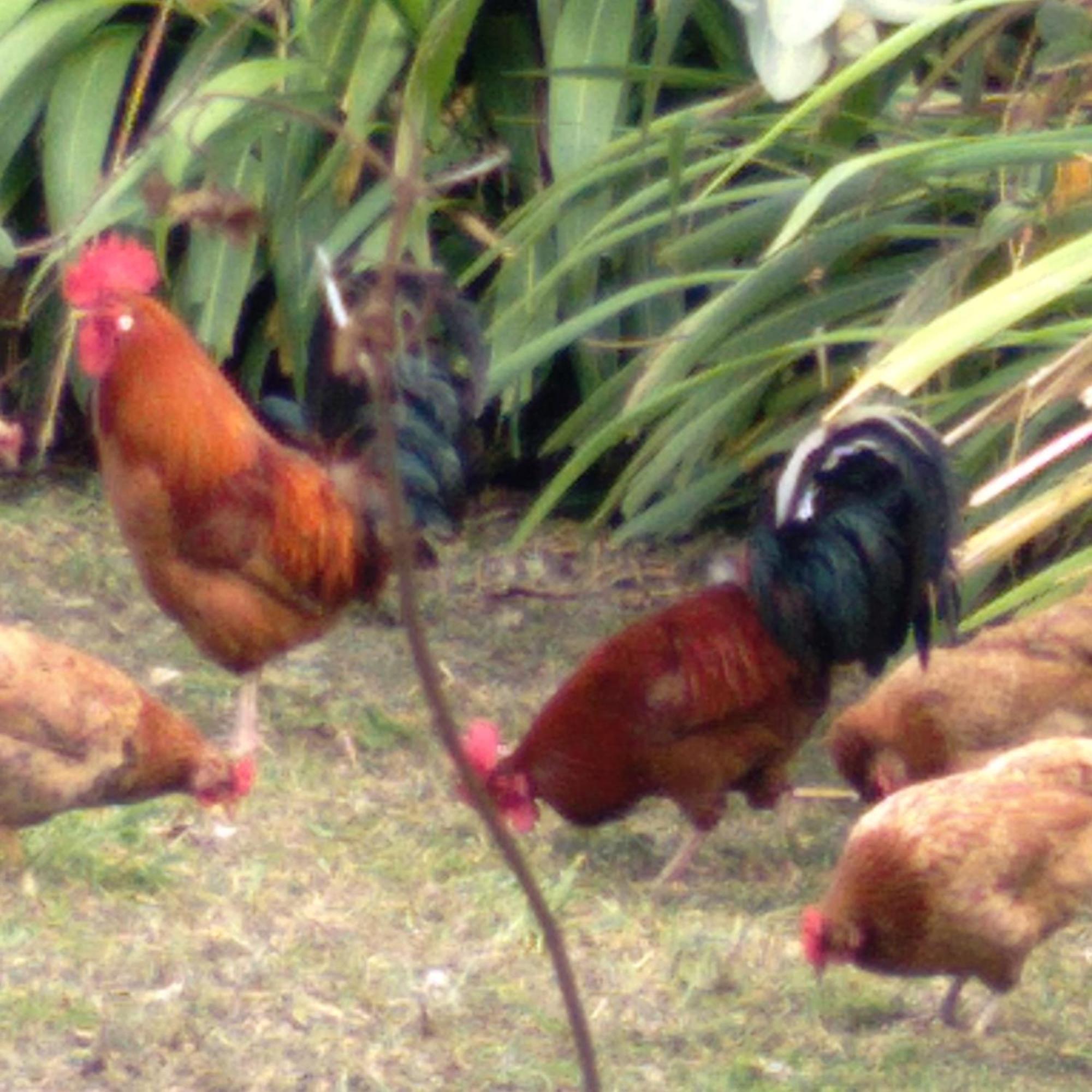 Hostal Tu'U Koihu 汉格罗阿 外观 照片
