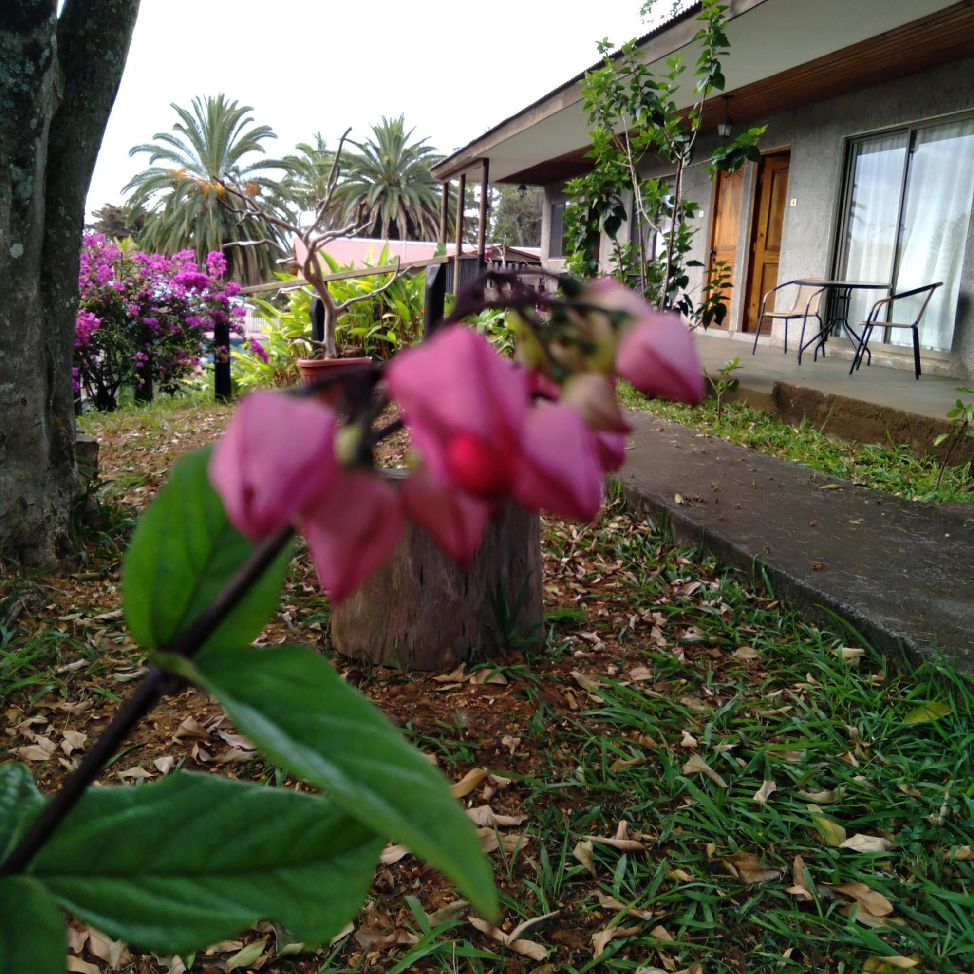 Hostal Tu'U Koihu 汉格罗阿 外观 照片